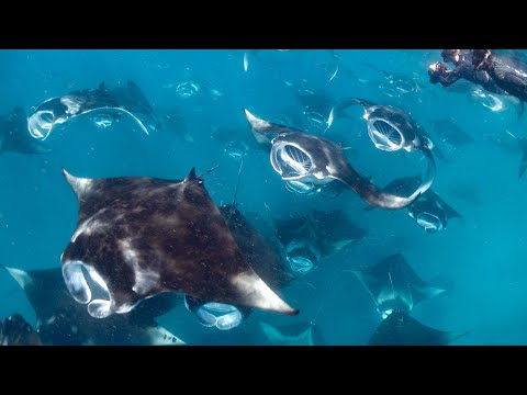 Hanifaru Bay Manta Madness Maldives