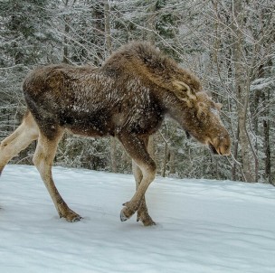 © Le Massif de Charlevoix