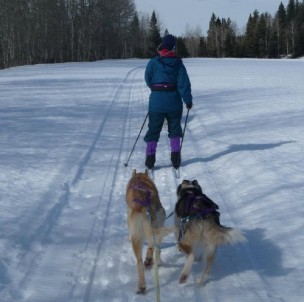 Hundeski-Jöring bei Winter-Incentives in Alberta, Kanada.