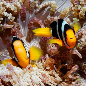 © www.unterwasserfotografie.de