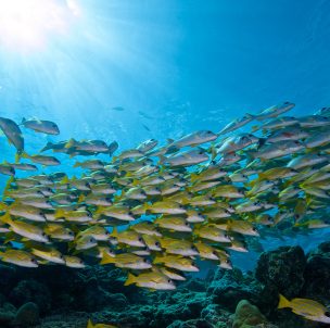 © Innahura Maldives Resort