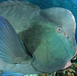 © BLUE Marine Foundation