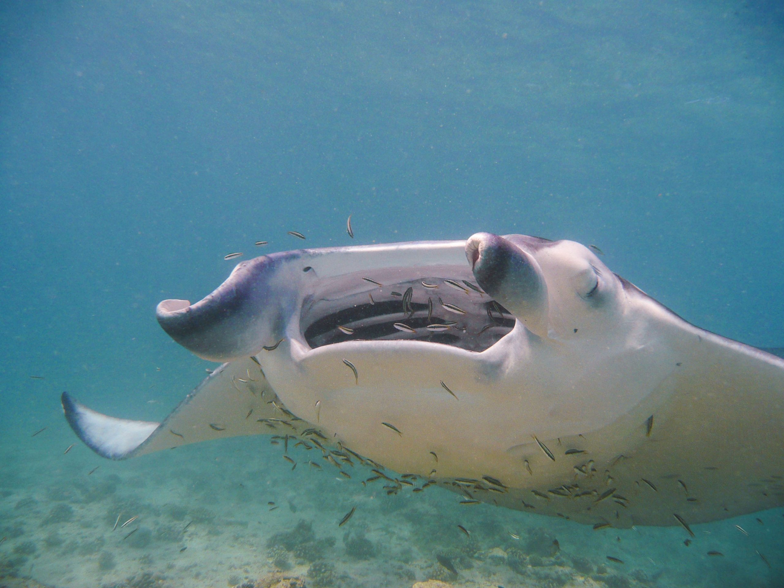 Tauchen auf den Malediven im Reich der Mantarochen