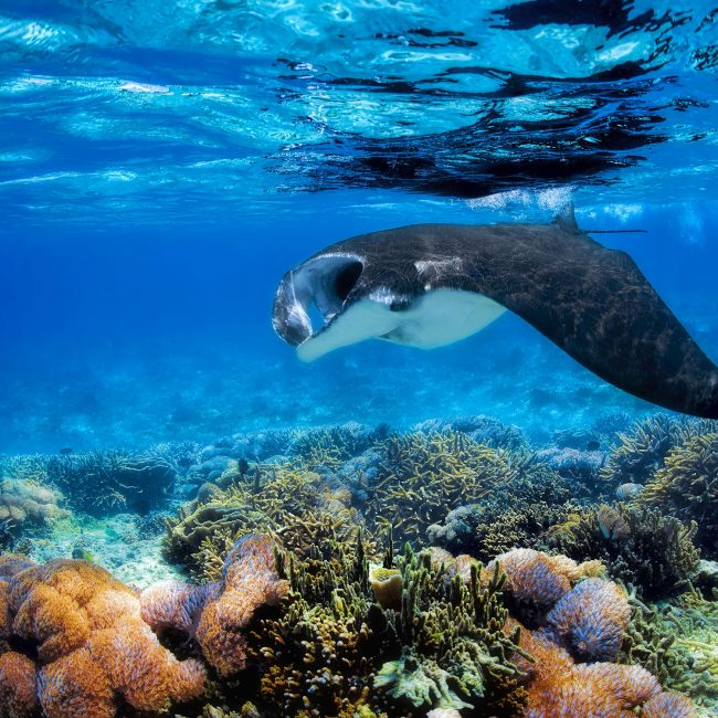 © Furaveri Maldives