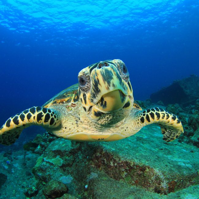 © Furaveri Maldives