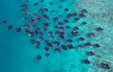 Manta-Schwarm im Furaveri Maldives