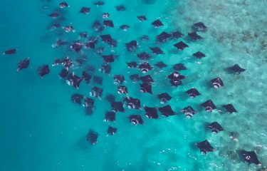 Manta-Schwarm im Furaveri Maldives