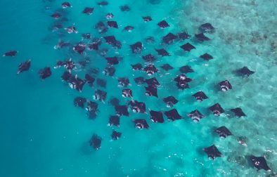 Manta-Schwarm im Furaveri Maldives