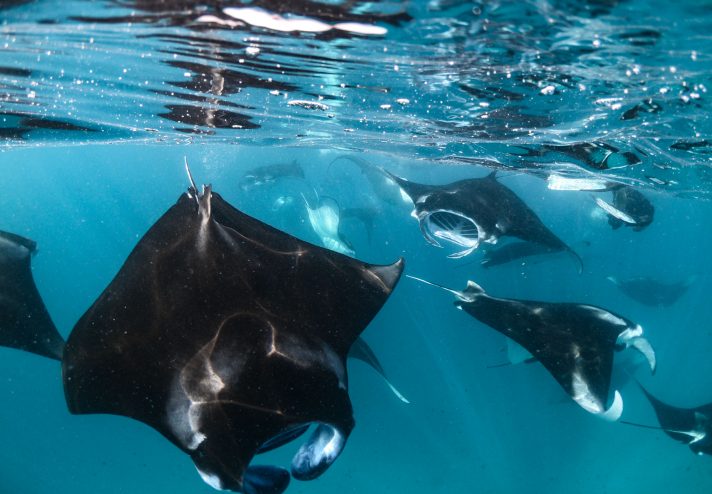 Mantas vor Furaveri Maldives